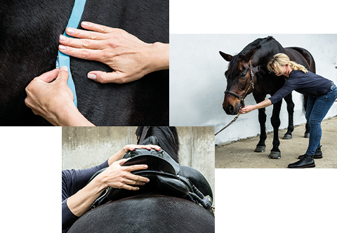 Kinesiotaping, Stammer Kinetics und Saddle Fit Prüfung bei Pferden Mob.